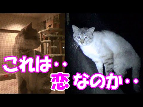 猫の恋!?シャム吉がネコ吉に会いにやって来た! Cat love!? Shamu-Cat came to meet Neko-Cat!