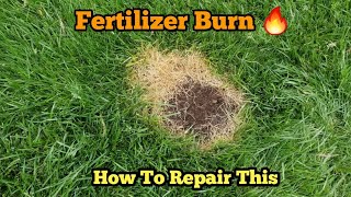 How To Repair Fertilizer Burn| How Fertilizer Burn Happens?