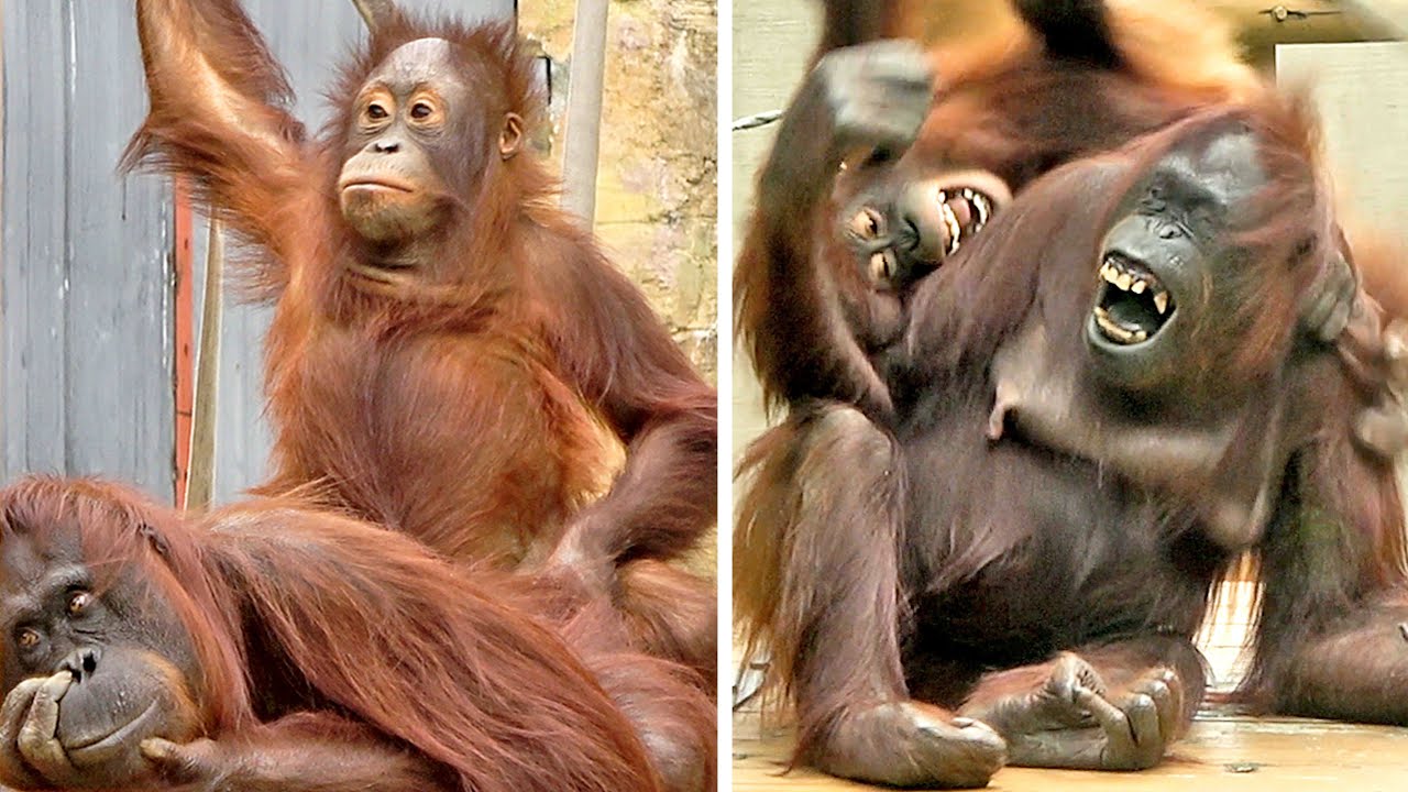 表情豊かなチャッピー母さんとホッピー・オランウータン　2025/06/13