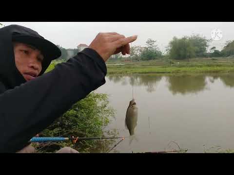 Video Điểm câu nhiều cá Diếc gần nội thành Hà Nội - số 1 về... - youtube