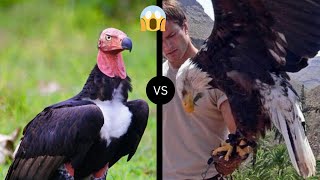 EAGLE VS VULTURE - Which is The Strongest?
