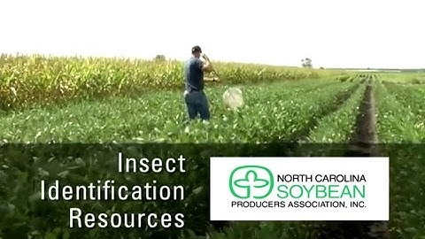 Insect Identification in NC Soybeans