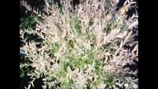 About Dappled Willows For Wetland Areas and Landscaping