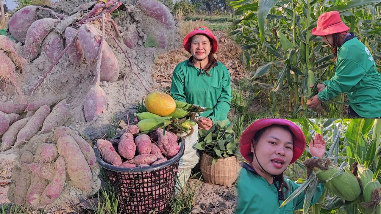 มันแกว, มันม่วง​ หัวดกๆงามๆ​จ้า​ พืชหลังนาผลผลิตดีเกินคาด​ 20ก.พ.68