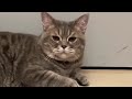 🐈 cute cat relaxing video 🐈⬛It's cute and soothing.Healing of the soul 🥰可愛い❤メロメロなりますねぃ❤癒やされますねぃ😍