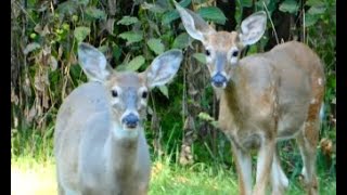 Ep. 77: Summer Into Winter with My Deer Friends! 2023