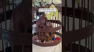 Download Lagu ANTENG BANGET ABANG ARASH TEDAK SITEN #aliyah #thariqhalilintar MP3