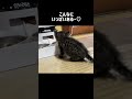 【ハプニング】天井から落ちてきた子猫...はじめてご飯を見つけた反応が可愛すぎた#shorts #short #cat #猫#可愛い