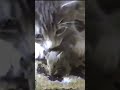 Котёнок: 1, Мышь: 0