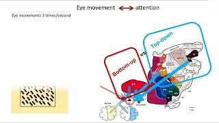 Visual attention, visual selection, and V1 Saliency Hypothesis