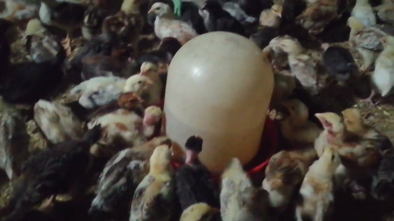 اليوم ١٤ هنستعمل انهاردة فيتامينات ا د ٣ ه لكل لتر ٢ سنتي من الفيتامينات مشاء الله تبارك الرحمن