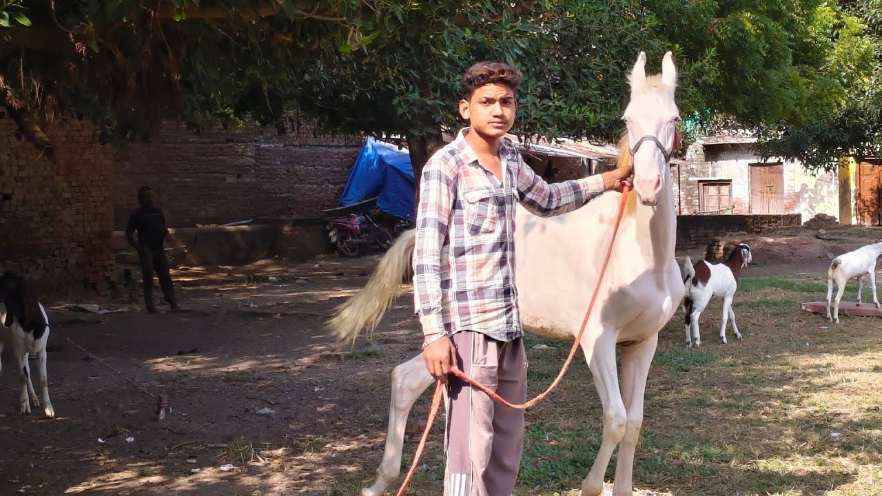 @chhotabloggar is live! ऐसी घोड़ी घोड़ा की लाइव देखने के लिए चैनल को सब्सक्राइब करना ज्यादा से🙏🥹🙏👍🥹😭