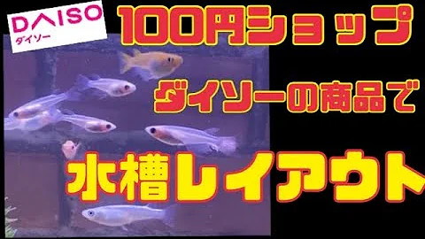 60cmの水槽のレイアウト ダイソー Mp3 60cmの水槽のレイアウト ダイソー Mp3