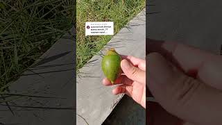 Buah palem ini bisa dimakan saat kematangan yg pas. Rasanya mirip siwalan. #palem#siwalan#buahpalem