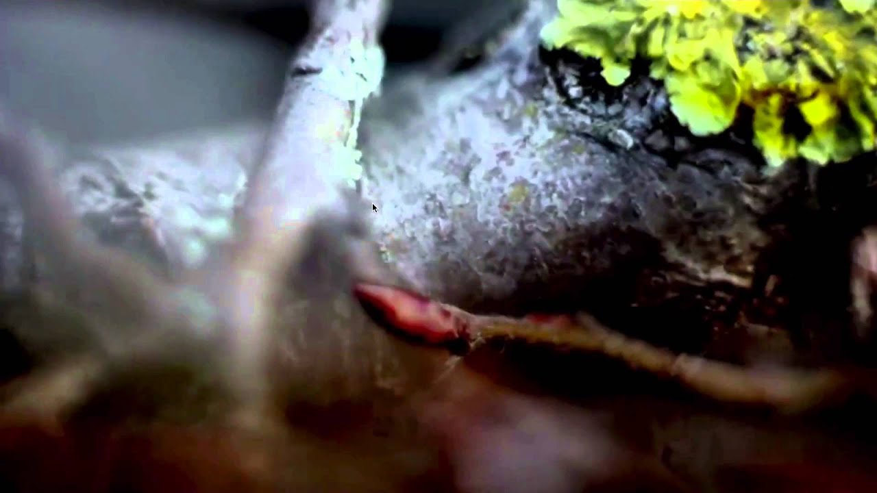 SpeedTaps on Ableton