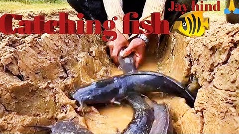 This is How Fisherman Catch Hundreds Tons Salmon. Modern Fish Processing & Fishing Net Video🐠