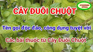 Cây Đuôi Chuột và Công Dụng Chữa Bệnh Tuyệt Vời/LÊ KHƯƠNGĐL OFFICIAL