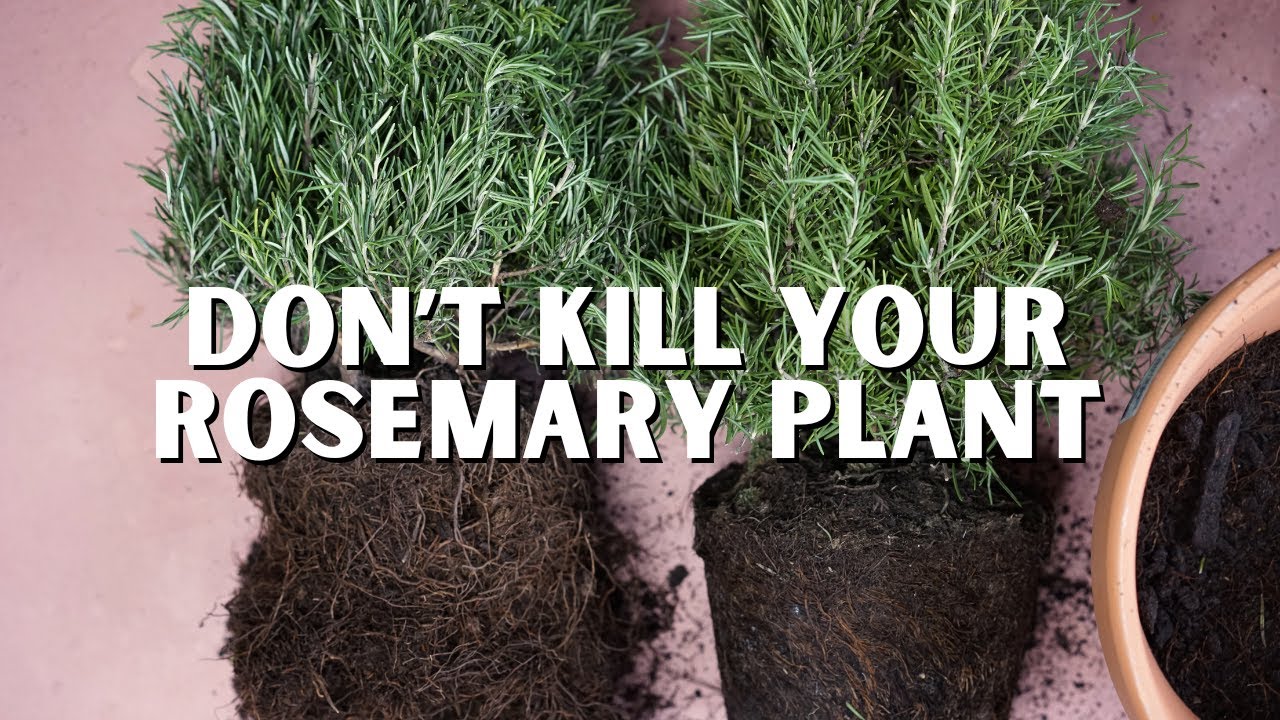 How to Re-Pot Your Rosemary for Success!