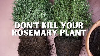 Download Lagu How to Re-Pot Your Rosemary for Success! MP3