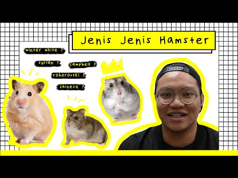 Video: Cara Mengenali Baka Hamster
