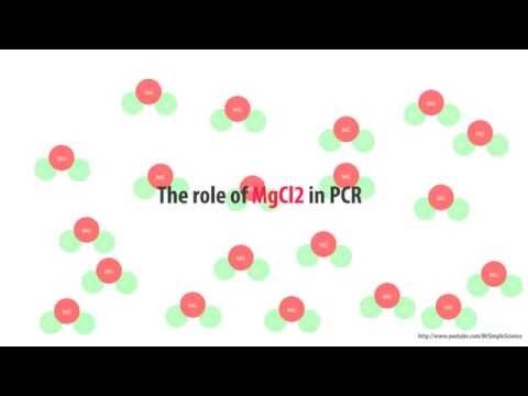 पीसीआर में MgCl2 की भूमिका - सरल एनिमेटेड HD