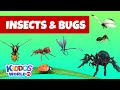 Insect Learning Quiz