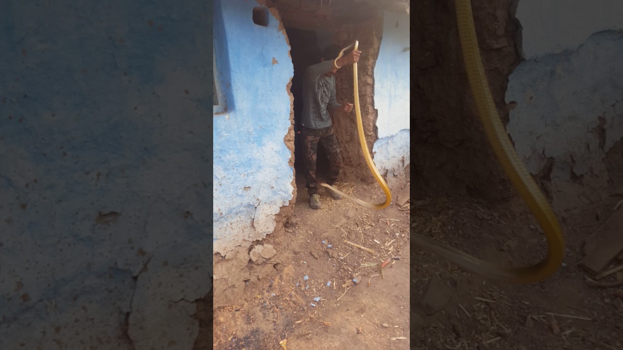 Snakerescue Rescue of Giants Rat snake