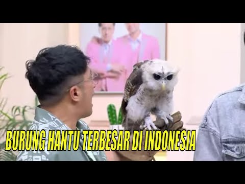 Video: 8 Foto Manis Teknisi Hewan yang Menampilkan Hewan Peliharaan