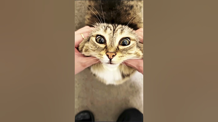 Omg!!! is REAL??? #cutecat #funnycat #cakecat