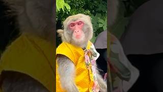 ΑΥΤΗ Η ΜΑΙΜΟΥ ΚΑΝΕΙ ΚΟΛΟΤΟΥΜΠΕΣ #greek #vlog #japanvlog #japan #monkey #fortnitegreek #vlogging