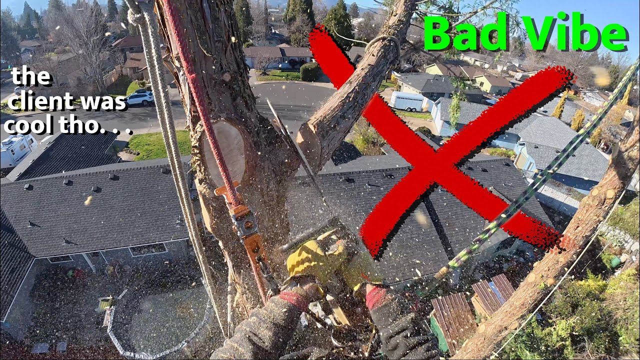 When You Underbid a Tree Job and Everything Gets Hard