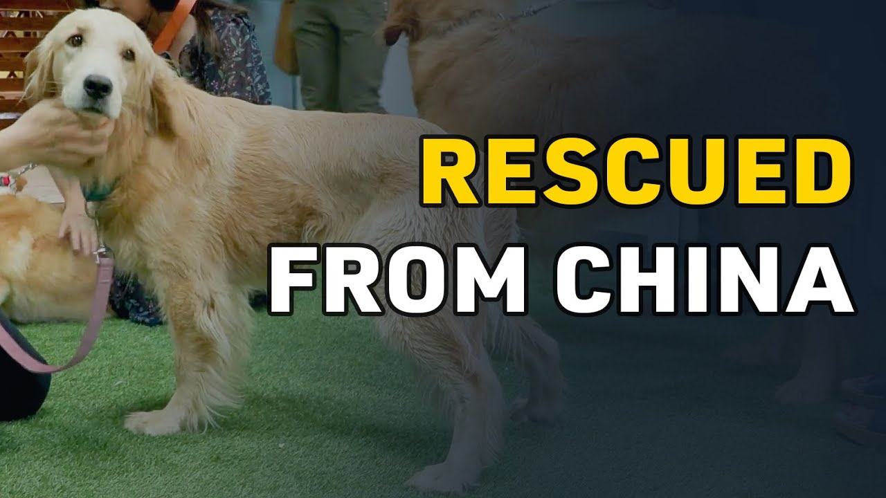 Dogs Rescued From Meat Trade; Algae Bloom Overwhelms Marine Center | California Today – Jun. 28