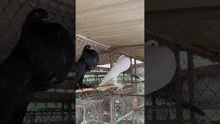 #pigeon #голуби #кептер #pigeons #каптар #kaftar #кептерлер #птица #guvercinler #kabutar