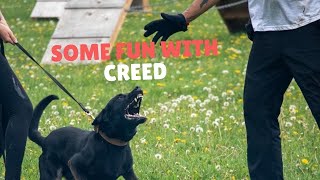 Executive Protection Dog the Deterrent | Grassroots K9 screenshot 2