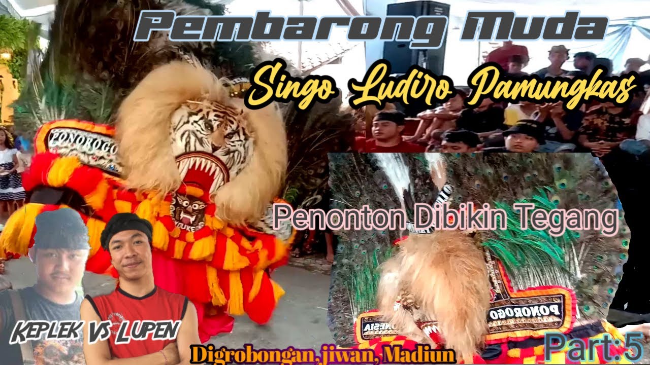 ATRAKSI DUA PEMBARONG MUDA HAMPIR KETETER MENAKLUKAN DADAK MERAK JUMBO,By.@dodikpamungkas212
