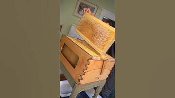 Finally harvesting honey from the Flow Hive! Pt.1 #beekeeping #bees #flowhive #honey #honeyharvest