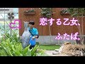 だいすきな飼育員さんを待つハシビロコウ【6月のふたば2】 Shoebill FUTABA in June 2019