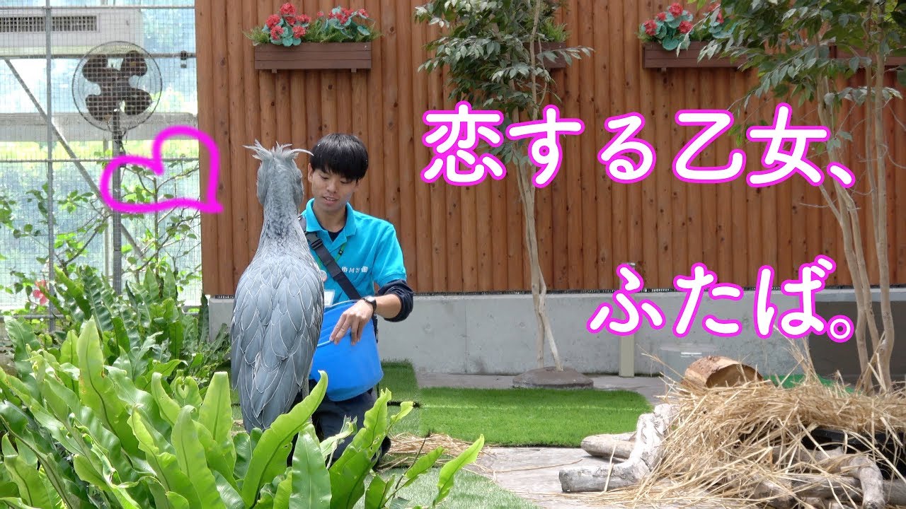 だいすきな飼育員さんを待つハシビロコウ 6月のふたば2 Shoebill Futaba In June 19 Youtube