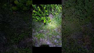 #fyp #foryou #explorepage #explore #snake #reptile #python #burmesepython #florida #floridaman#fypシ