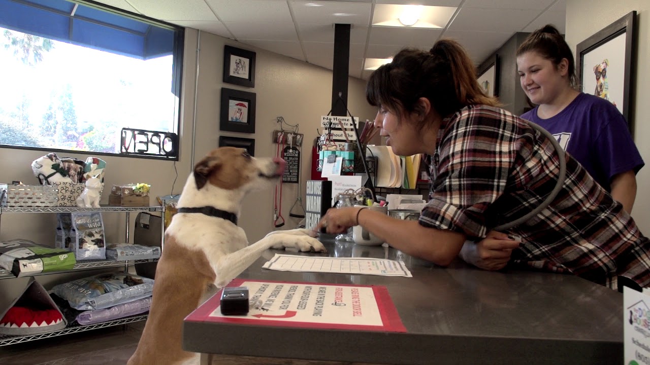 About Our Dog House Camarillo YouTube