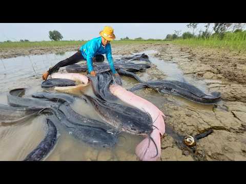Unbelievable! finding and catching a lot of fish near the road at field hand fishing