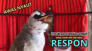 SUARA trucukan gacor JITU NGALAS ROPEL PANJANG buat PANCINGAN agar burung trucuk gacor RAJIN BUNYI