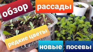 Обзор рассады 2 / Новые посевы/ Чем подкармливаю рассаду/Редкие цветы для сада