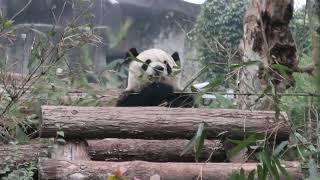 #2-22 Dec 2025 Saihin at Chengdu Panda Breeding Base, China