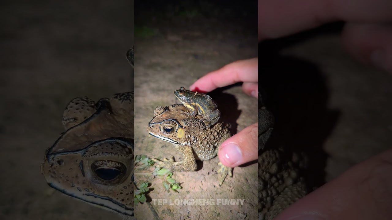 Big green frog is very funny | catch frogs | frog jump funny | Funniest Frog