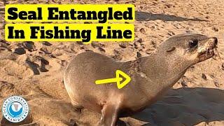 Seal Entangled In Fishing Line