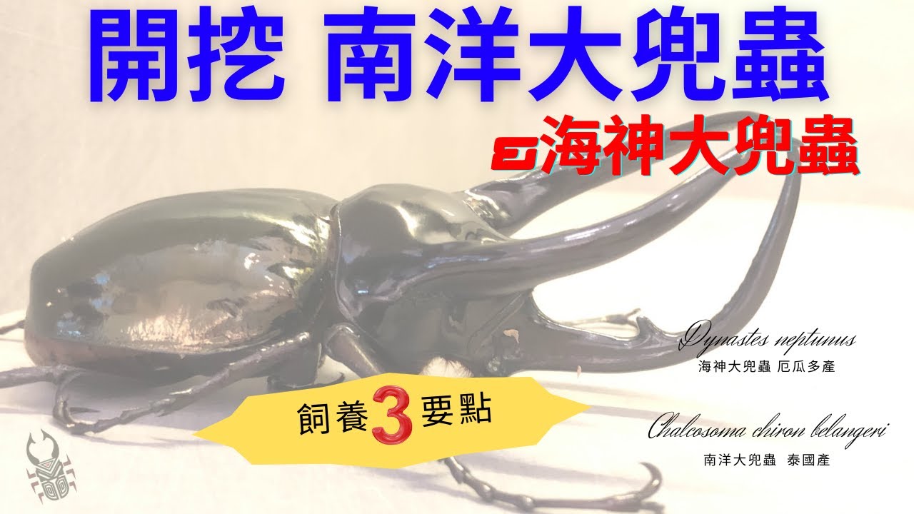 南洋大兜蟲Ccb、海神大兜蟲Dn~開挖!!｜教你3個飼養重點【收穫季】