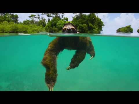 Video: Dieren van Azië. Diversiteit aan flora en fauna