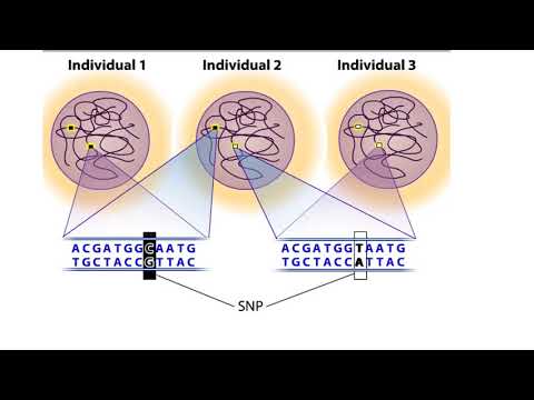 Videó: Poliploidia Myelofibrosisban: Citogenetikai és SNP Array Elemzés Azt Jelzi, Hogy Kapcsolat áll Fenn A Betegség Előrehaladásával