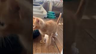 Couple Adopt A Kitten 🥹🥀💔 #edit #shorts #short